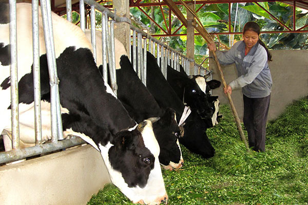 Việc lệ thuộc vào việc nhập khẩu giống, thức ăn khiến giá sản phẩm chăn nuôi của VN rất cao. Ảnh: KỲ ANH