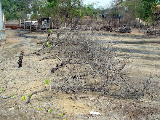
Nhiều vườn rẫy của người dân bị chết khô do đồng muối gây nhiễm mặn
