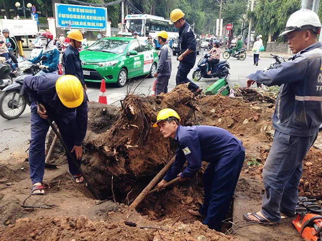 Các nhân viên công ty công viên cây xanh xử lý sự cố - Ảnh: Đại Việt