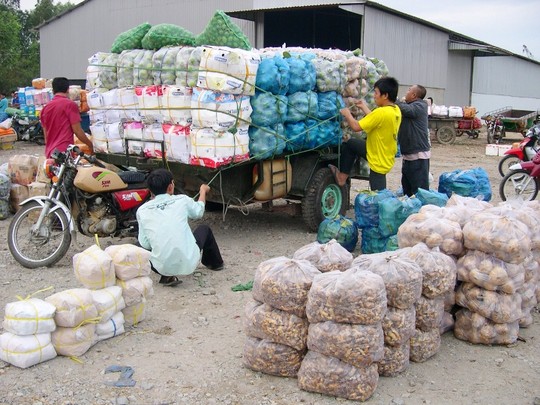 Chị Trần Thị Kim Cú, chủ vựa, chuyên thu gom các loại trái tươi để xuất sang nước bạn Campuchia từ nhiều năm nay, cho biết: Bình quân mỗi ngày cơ sở chị thu mua từ 20-30 tấn nông sản chủ yếu như rau, củ, quả… để xuất sang thị trường Campuchia.