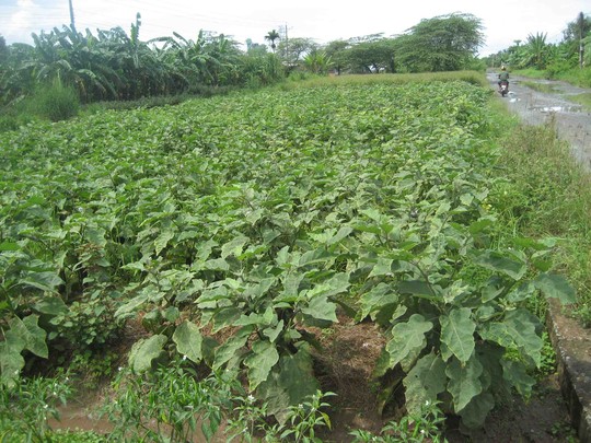 Một khu đất bị bao chiếm trồng cà tím đang chuẩn bị thu hoạch