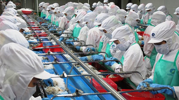 Chế biến tôm xuất khẩu tại Công ty CP tập đoàn Thủy sản Minh Phú. Ảnh: Tiến Hưng.