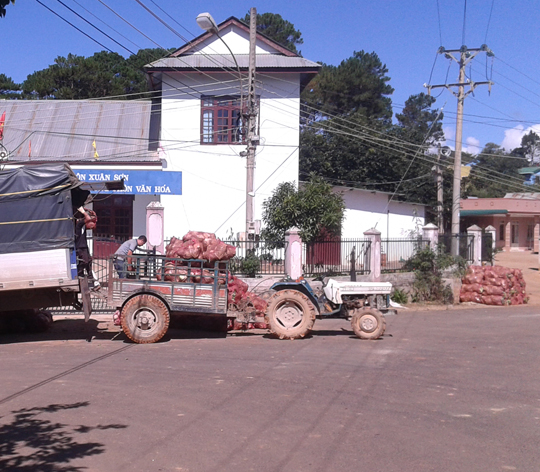 Nhiều xe tải lớn đến tận nơi để thu gom bắp cải để đi TP HCM tiêu thụ
