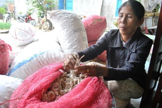 Tỏi Lý Sơn được người dân đất đảo mang sản phẩm thô về nhà - Ảnh: Trần Mai