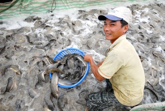 Ngoài các mặt hàng rau củ quả thì các loài cá như lóc, trê, cá rô, mè vinh, tai tượng… mỗi ngày xuất qua Campuchia vài chục tấn.