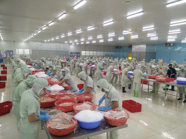 
Việc lắp đặt hai dây chuyền chế biến công suất tối đa 200 tấn nguyên liệu/ngày có thể cho phép nhà máy chế biến cá tra Sa Đéc tiếp nhận 1.000 công nhân làm việc. Đây là nhà máy tiếp nhận lượng công nhân lớn nhất trong số các nhà máy thủy sản ở Việt Nam hiện nay.
