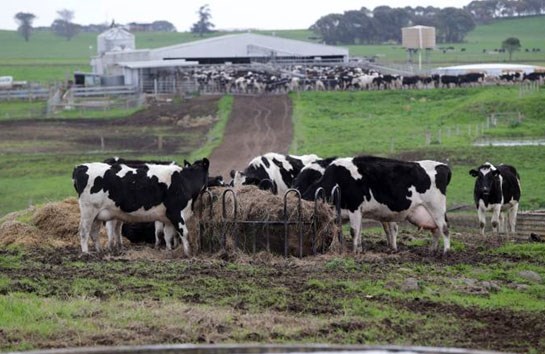 Nông trại bò sữa của CDI. 