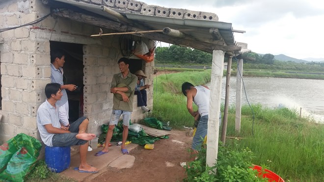 
Gia đình anh Nguyễn Văn Dương thấp thỏm vì tôm chết mà chưa bán được tôm.
