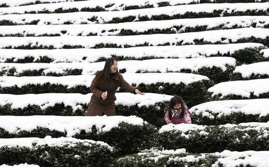 
Tuyết phủ trắng một vườn chè ở TP Tân Đài Bắc của Đài Loan. Ảnh: AP
