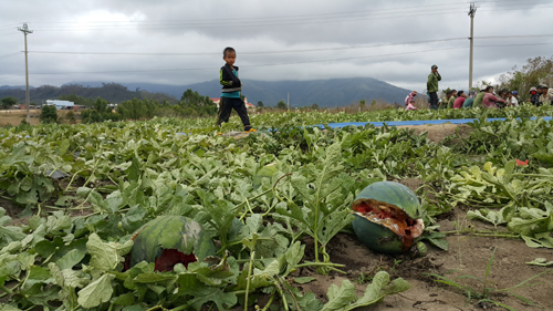 Dưa không đạt chất lượng khiến giá mua giảm nên mỗi gia đình trồng dưa ở Gia Lai lỗ từ 60 – 70 triệu đồng.