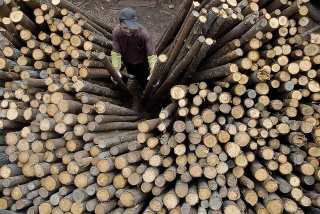 Khai thác gỗ ở Trung Quốc