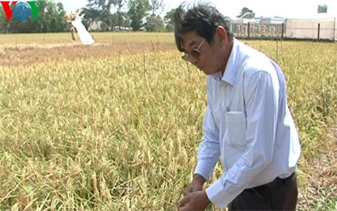 Anh hùng lao động- Kỹ sư Hồ Quang Cua bên giống lúa thơm chịu mặn mới vừa lai tạo