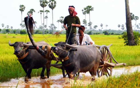 Hệ thống thủy lợi của Campuchia chưa hoàn chỉnh khiến ngành nông nghiệp gặp nhiều khó khăn. (Ảnh: Internet)