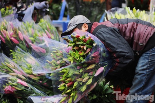 
Dù giá hoa ly những ngày này đã cao hơn thời điểm cách đây 3 tuần, nhưng nhiều hộ dân trồng ly tại Tây Tựu vẫn chưa thể gỡ lại số vốn đã bỏ ra ban đầu.
