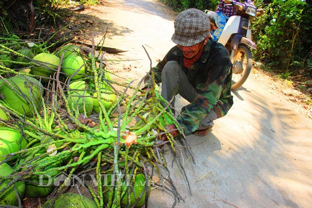 Giá dừa được thương lái thu mua trên cây (6.000 đồng-7.000 đồng/ trái), sau khi hái xong thì giá tăng lên 10.000 đồng/ trái.