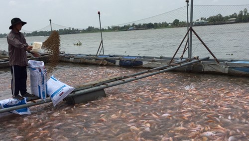Tình trạng lạm dụng kháng sinh, sử dụng chất cấm trong nuôi trồng thủy sản khá phổ biến khiến nhiều doanh nghiệp lo ngại về “cái chết được báo trước” của hàng thủy sản Việt Nam khi xuất khẩu. Ảnh: Nguyễn Phương.