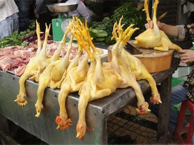 
Trộn chất độc này vào TĂCN, khi gà ăn sẽ có màu da vàng đẹp
