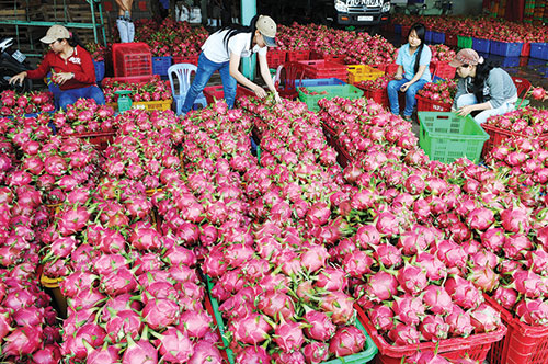 
Tiếp sau quả vải, nhiều trái cây của Việt Nam cũng được các nước khó tính chấp nhận mở cửa và cho xuất vào thị trường của họ
