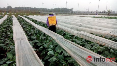
Su hào củ khá to sắp cho thu hoạch nhưng người trồng vẫn phun thuốc cho xanh lá. Ảnh chụp tại vùng rau toàn Vân Nội, Đông Anh.

