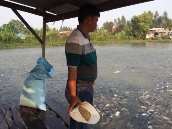 Ao nuôi cá của hộ dân theo chuỗi liên kết tại An Giang. (Ảnh: PV/Vietnam+)