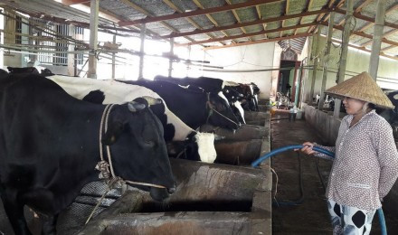 
Người dân chăn nuôi bò đang cần hỗ trợ từ các cơ quan chức năng để bán được sữa. Ảnh: NAM DƯƠNG
