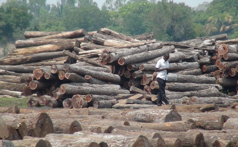 Khai thác gỗ ở Mozambique