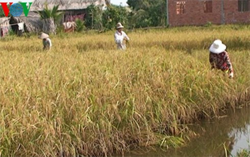 Thu hoạch lúa Một Bụi Đỏ tại huyện Hồng Dân, tỉnh Bạc Liêu