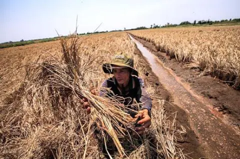 Lúa bị nhiễm mặn tại ấp Tây Sơn 3, xã Đông Yên, huyện An Biên (Kiên Giang). (Ảnh: Trọng Đạt)