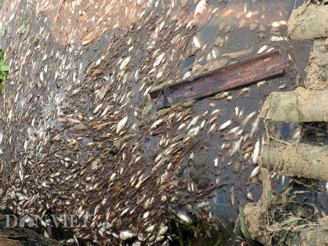 
Không chỉ riêng cá lồng chết mà cá tự nhiên trên sông Bưởi cũng nổi trắng mặt nước.
