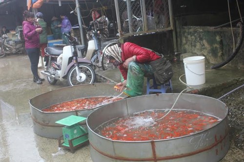 Chị Thương, chủ cửa hàng cá tại chợ Đồng Xuân (Hà Nội) cho biết, dù bán buôn hay bán lẻ thì giá cá chép năm nay đều nhỉnh hơn so với năm ngoái.