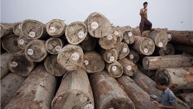 Khai thác gỗ ở Myanmar