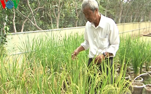PGS-TS Võ Công Thành tại trại thực nghiệm các giống lúa chịu mặn