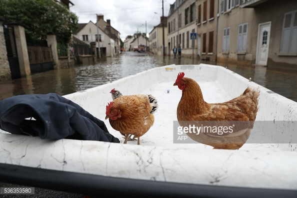 
Hai chú gà cũng được di dời. Ảnh: AFP

