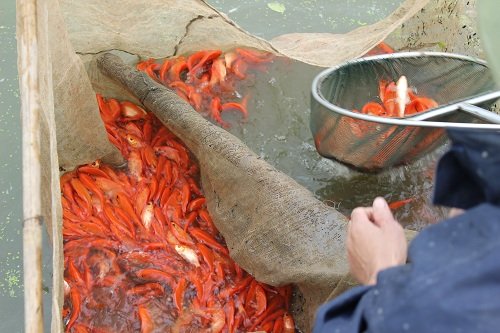 Cá chép đỏ làng Thủy Trầm được thả nuôi từ tháng 6 âm lịch cùng các loại giống cá thường khác. Và bắt đầu thu hoạch từ ngày 18 đến ngày 21 tháng 12 âm lịch. Ảnh: Lê Linh