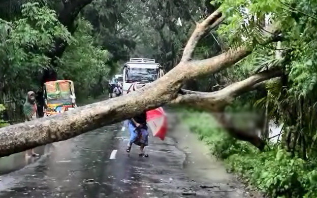 Cây cối bị bão quật đổ ở Bangladesh - Ảnh: bdnews24.com