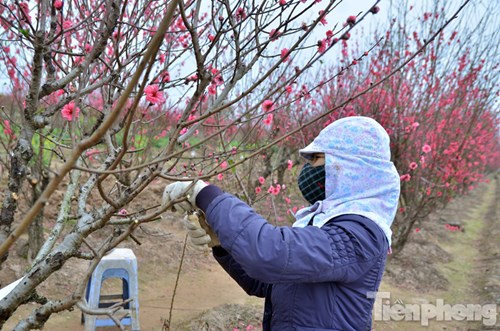 
Vườn đào nhà ông Thuận (Nhật Tân, Tây Hồ, Hà Nội) có khoảng 500 cây đào đang nở hoa sau Tết. Gia đình cho biết, năm nay thua lỗ hàng trăm triệu đồng vì đào nở muộn.
