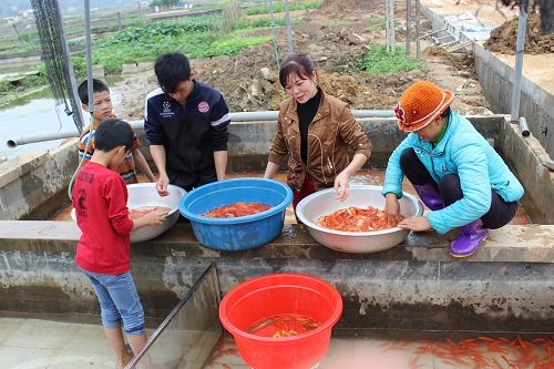 Cá phải được thu hoạch trước 2 đến 4 ngày để đưa vào bể ép xi măng. Bác Hà Công Mạnh, một người dân nuôi cá chép đỏ lâu năm trong làng giải thích, sở dĩ phải đưa cá vào bể ép sục oxi để cá làm quen với môi trường chật hẹp khi vận chuyển, hơn nữa cá bị bỏ đói sẽ thải hết chất thải, khi vận chuyển đường dài, độ xóc lớn, cá mới không bị ngạt, vỡ bụng. Ảnh: Lê Linh