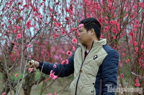 
Vườn đào nhà ông Thuận (Nhật Tân, Tây Hồ, Hà Nội) có khoảng 500 cây đào đang nở hoa sau Tết. Gia đình cho biết, năm nay thua lỗ hàng trăm triệu đồng vì đào nở muộn.
