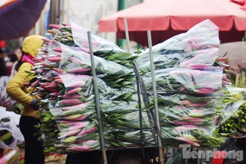
Một chủ hàng hoa ly cho biết giá của loại hoa ly đỏ 3, 4 tai là 350.000 đồng/chục; loại 5 tai là 500.000 đồng/chục. 
