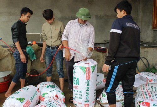 Anh Trần Văn Trí, một hộ thu mua cá chép khá lớn của làng nghề cho hay, năm nay nhà anh thu mua của gần 20 hộ, với tổng số cá lên tới 2,5 tấn.Trừ thuê nhân công, thức ăn cho cá, ước tính thu lãi gần 100 triệu đồng/ vụ. Các khách buôn của anh chủ yếu ở 6 tỉnh phía Bắc. Ảnh: Lê Linh