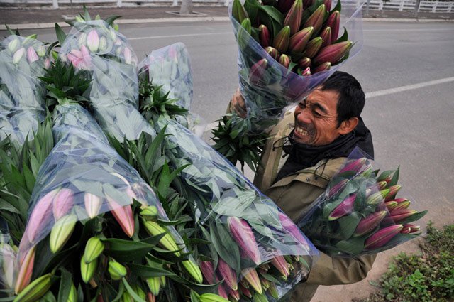 
Nhà trồng 1,3 mẫu hoa ly nở sớm trượt Tết, ông Nguyễn Tự Điệp (53 tuổi) ở xã Thượng Mỗ buồn rầu: “Đau xót quá, cả năm trông vụ hoa ăn Tết mà giờ trắng tay cả rồi”.
