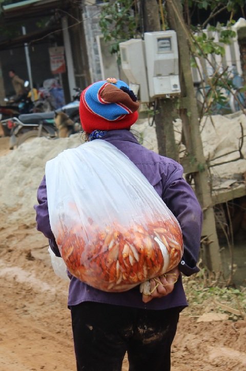 Cá chép Thủy Trầm theo chân các thương lái về Hà Nội. Ảnh: Lê Linh