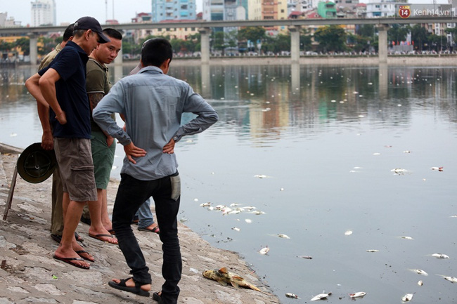 Đến cuối giời chiều, tại khu vực kè đường Mai Anh Tuấn xác cá trôi dạt vào rất nhiều.