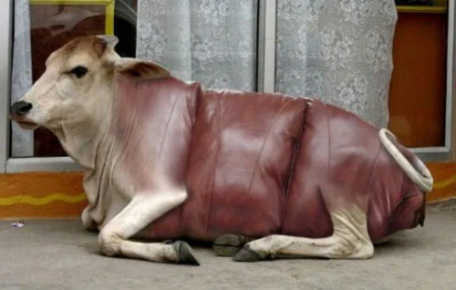 Sofa hình chú bò đang nằm.
