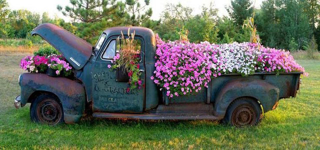 Thậm chí một chiếc xe bán tải cổ cũng sẽ trở thành vật trang trí lý tưởng cho vườn nhà bạn.