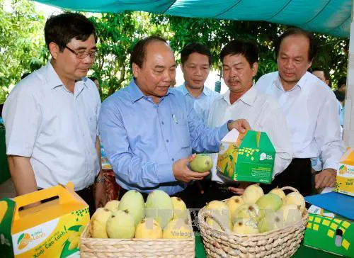 
Thủ tướng Nguyễn Xuân Phúc thăm Hợp tác xã xoài Mỹ Xương, huyện Cao Lãnh. Ảnh: Thống Nhất/TTXVN
