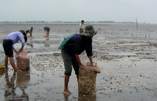 
Các tỉnh/thành phố Nam Bộ thực hiện một số giải pháp ứng phó với hạn hán, xâm nhặp mặn để hạn chế thiệt hại cho người nuôi trồng thủy sản
