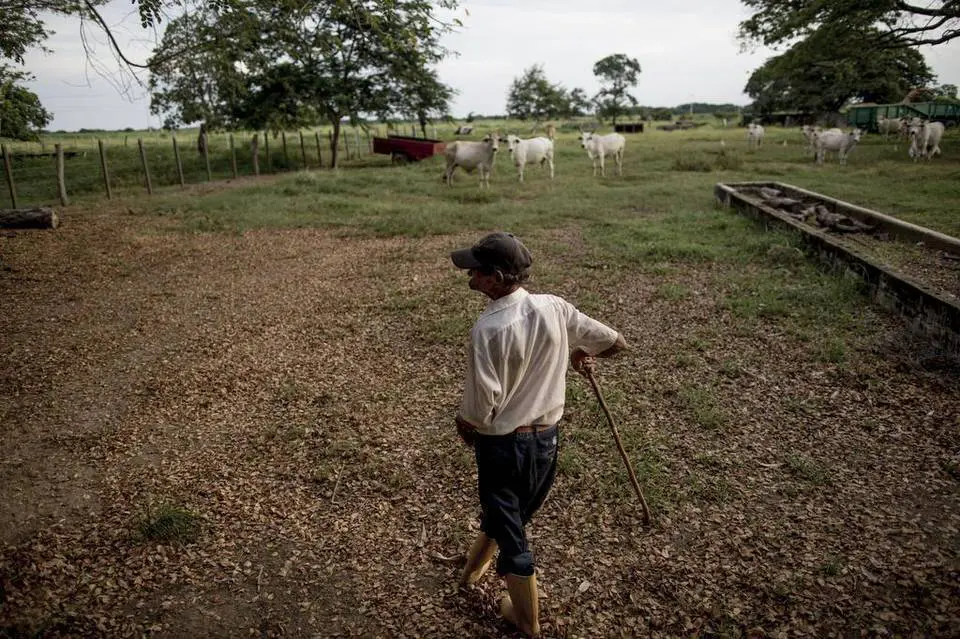 
Jorge Escalante - 80 tuổi đứng tại trang trại chăn nuôi bò đã từng bị trưng thu của mình ở Calabozo, Venezuela. Hồi trước trang trại vẫn còn 400 con bò, sau khi hết hạn trưng thu cho đến bây giờ, hoạt động chăn nuôi suy giảm, giờ chỉ còn lác đác vài con. Ảnh: Alejandro Cegarra / MatClatchy
