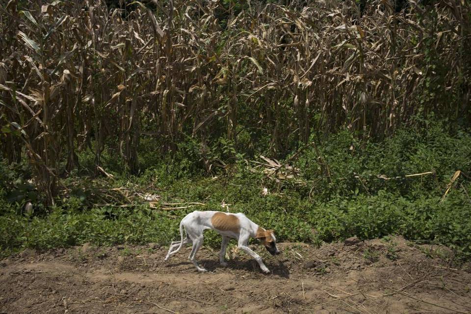 
Một chú chó đi ngang qua cánh đồng ngô khô héo tại Guarico, Venezuela. Không có mưa cùng kết hợp với thiếu hụt vật tư cho nông dân là hai nguyên nhân chính dẫn tới khủng hoảng sản xuất lương thực. Ảnh: Alejandro Cegarra / MatClatchy

 

