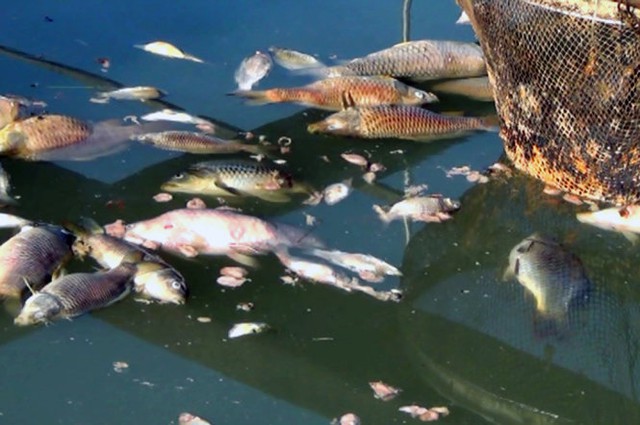 
Cá chết nổi đầy mặt nước tại nhiều vèo - Ảnh: A Lộc
